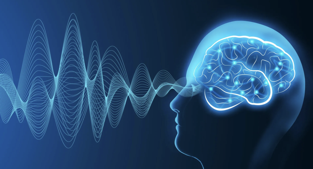 Warum sich das Gehirn selbst zerstört & Fett vergesslich macht